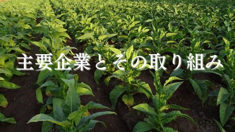 アグリビジネス企業一覧：主要企業とその取り組み